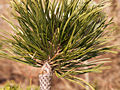 Pinus nigra Hubert IMG_5102 (VALENTA) Sosna czarna